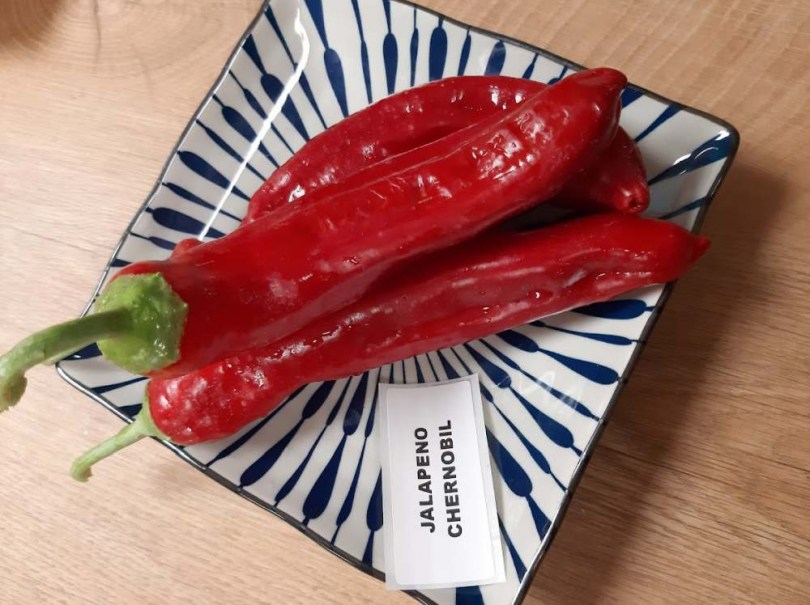 Jalapeno Chernobyl paprika  - Csípős paprika ritkaságok az Egzotikus Növények Stúdiója kínálatában